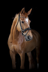 Horse black background - 211415655