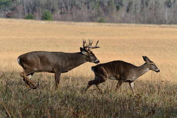 Whitetails chasing in Cades Cove Smoky Mountain National Park, Tennessee