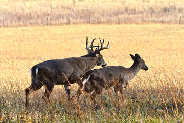Whitetails in Rut Cades Cove Smoky Mountain National Park, Tennessee