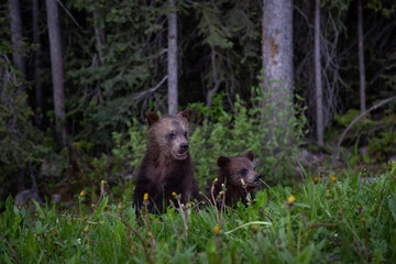 Grizzly Bear cubs in the woods. Taken in Banff National Park, Alberta, Canada.