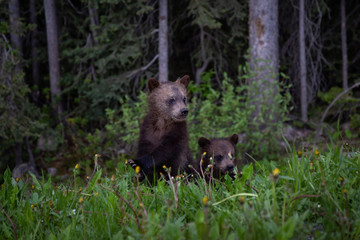 Grizzly Bear cubs in the woods. Taken in Banff National Park, Alberta, Canada.
