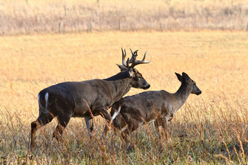 Whitetails in rut Cades Cove Smoky Mountain National Park, Tennessee