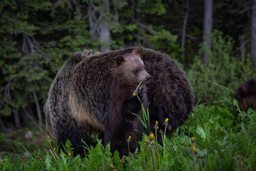 Naklejka premium Mother Grizzly Bear with her cubs is eating weeds and grass in the nature. Taken in Banff National Park, Alberta, Canada.