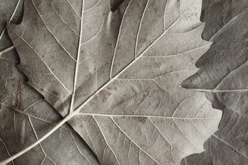 Macro image of plane tree leaves, nature background
