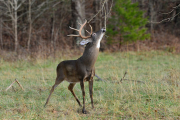 Whitetail in Cades Cove Smoky Mountain National Park, Tennessee