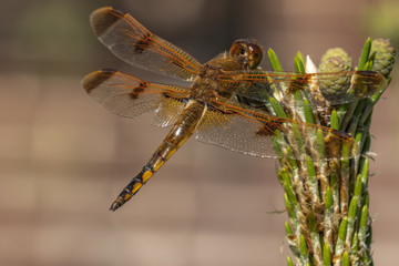 Dragonfly