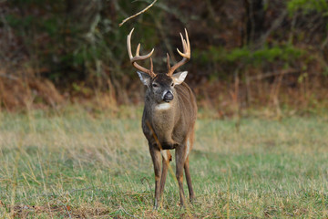 Buck in Cades Cove, Tennessee