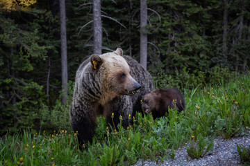 Obraz premium Mother Grizzly Bear with her cubs is eating weeds and grass in the nature. Taken in Banff National Park, Alberta, Canada.