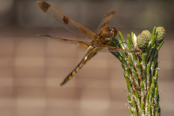 Dragonfly