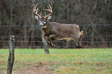 Whitetail jumping fence during rut in Smoky Mountains, Cades Cove, Tennessee
