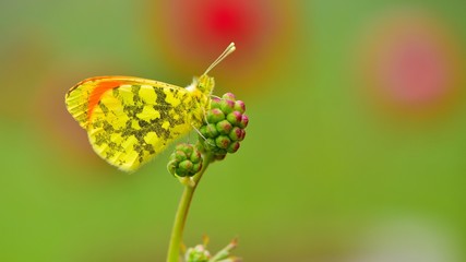 Anthocharis damone  234