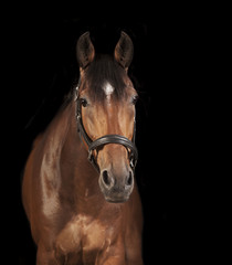 Horse black background