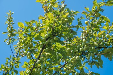 Fototapeta na wymiar Young green plum fruit on a tree, fruit