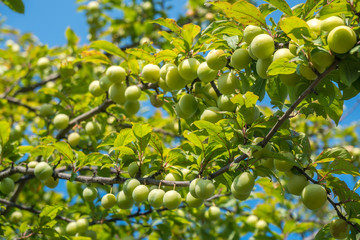Young green plum fruit on a tree, fruit