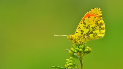 Anthocharis damone  238