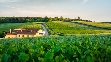 Young light green vineyards of Champagne near Reims, France - 211416433