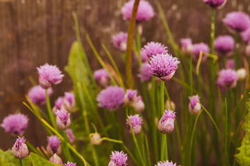 Fototapeta premium Floral summer background, soft focus. Blooming fistulosum. Blurred background.