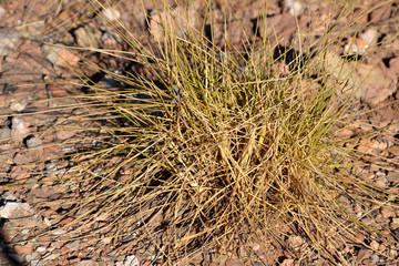 Spinifex Grass