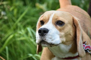 Beagle dog girl head. Portrait.