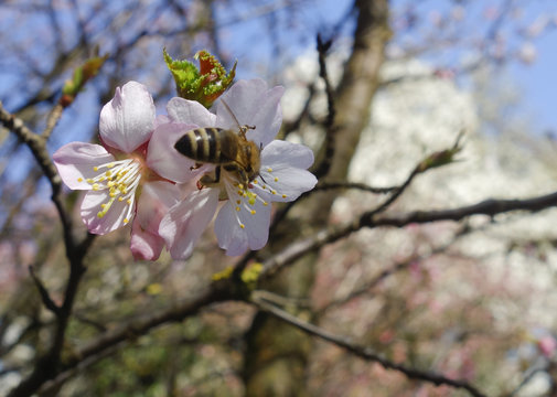 Biene auf Baumbl&uuml;te