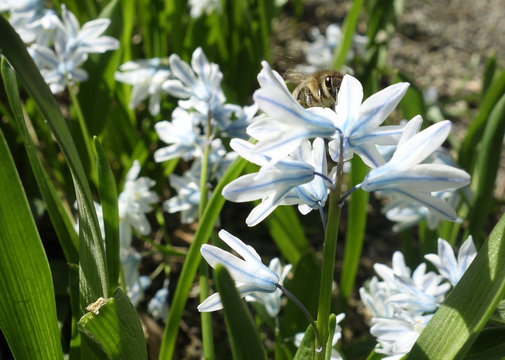 Biene auf Puschkinia