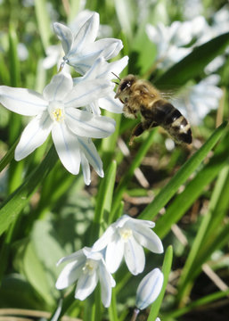 Biene auf Puschkinia