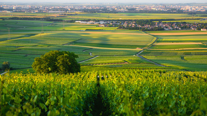 Rows of young green vineyards at Reims mountain, Champagne region, France - 211417004