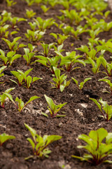 Kitchen-garden. Beet sprouts. Ridge.
