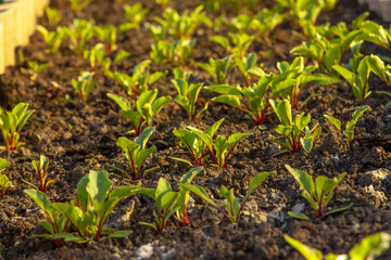 Kitchen-garden. Beet sprouts. Ridge.