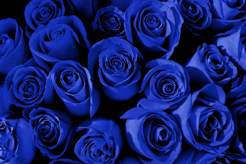 Blue roses background. Blue flowers 
