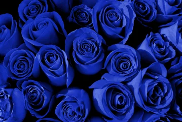 Papier Peint photo Roses Blue roses background. Blue flowers 