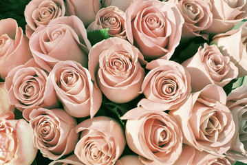 Pink roses background. Natural pink flowers 
