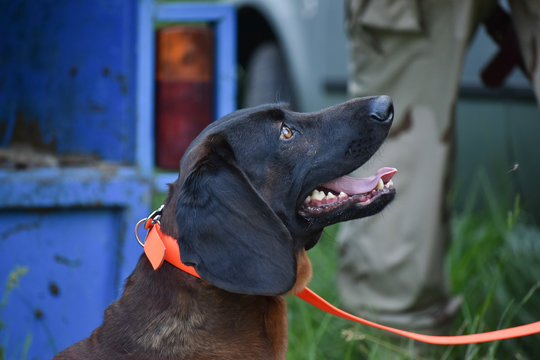 Bavarian Mountain Hound (Bayerischer Gebirgsschweisshund) dog in forest.