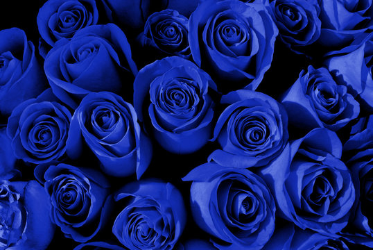 Fototapeta Blue roses background. Blue flowers 