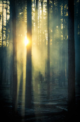 Smoke in the woods, the rays of the sun illuminate the smoke