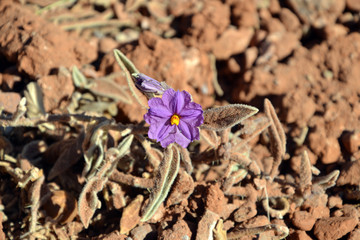 flower Australia