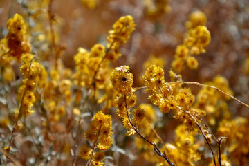 Australia yellow flower