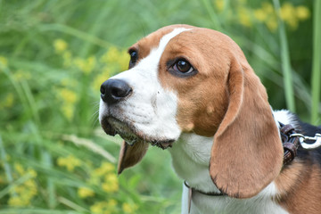 Beagle dog boy. Portrait. Close up