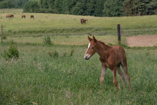 Fohlen staunt auf der Wiese