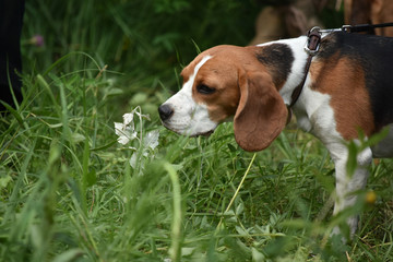 Beagle in the woods sniffing grass