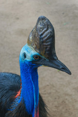 Attentive Cassowary