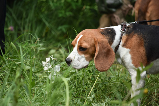 Beagle in the woods sniffing grass