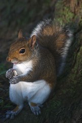 Squirrel Having Breakfast