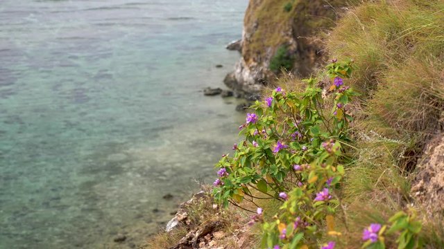 flowers at the cliffs in Mararison or Malalison island