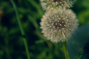 Dandelion flowers close-up on the background of the field. Beautiful soft focus.