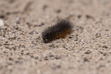 Woolly Bear moth caterpillar crawling across sandy ground with furry body and red stripes.