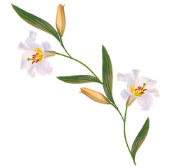 Fototapeta na wymiar Bright lily flowers isolated on white background.