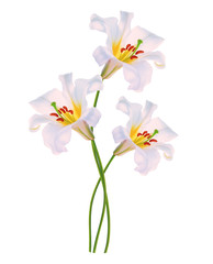 Naklejka na ściany i meble Bright lily flowers isolated on white background.