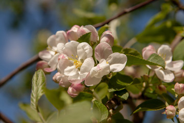 Obraz premium Floral summer background, soft focus. Blooming appletree. Blurred background.