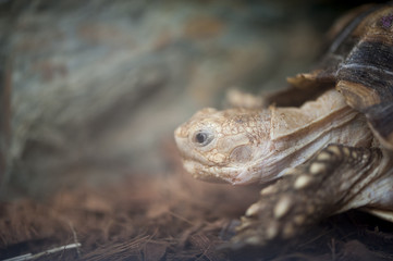 Portrait d'une tortue de terre